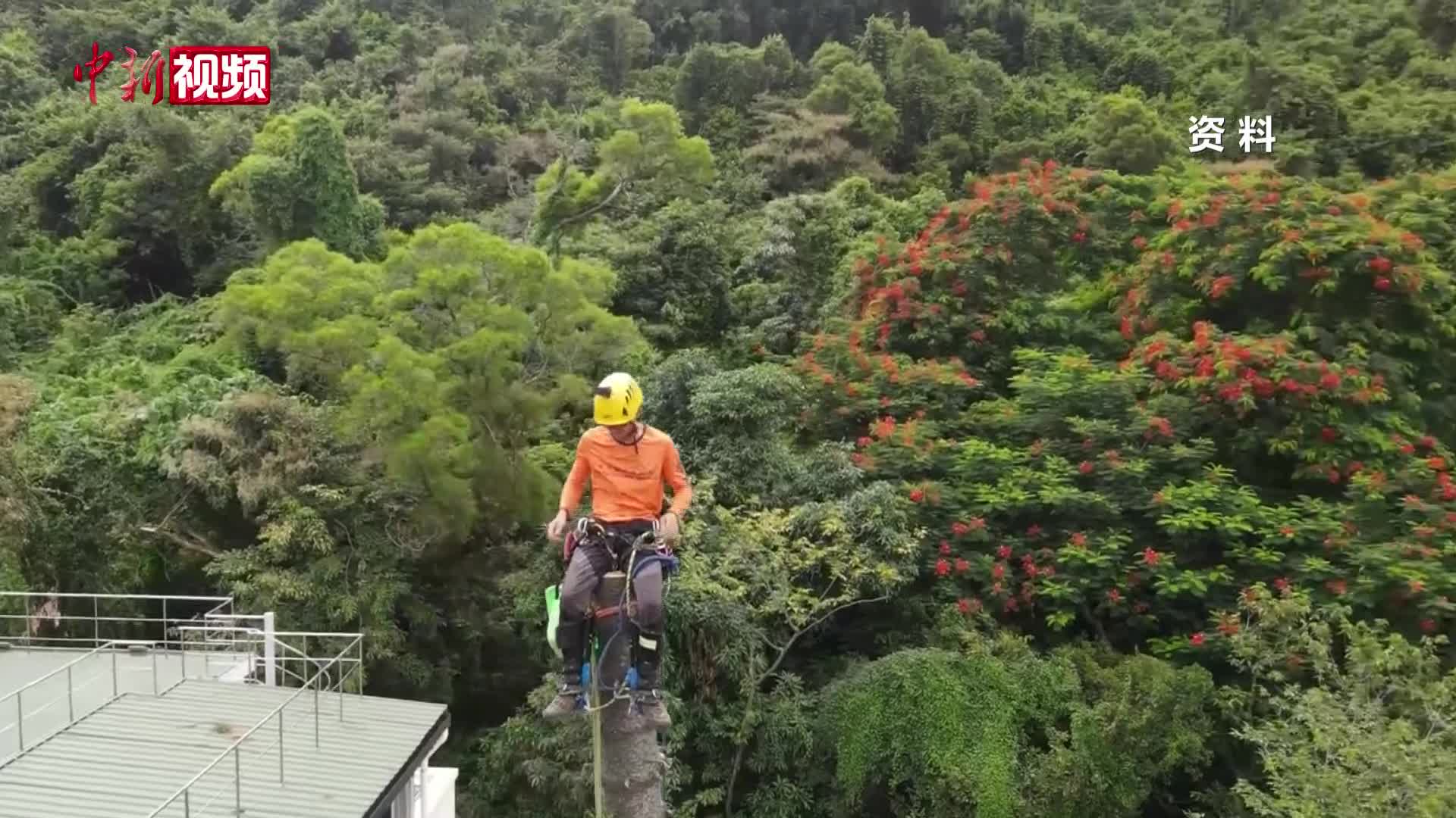湖南首位国际攀树师徐潇：在树梢“起舞”，在枝头守护