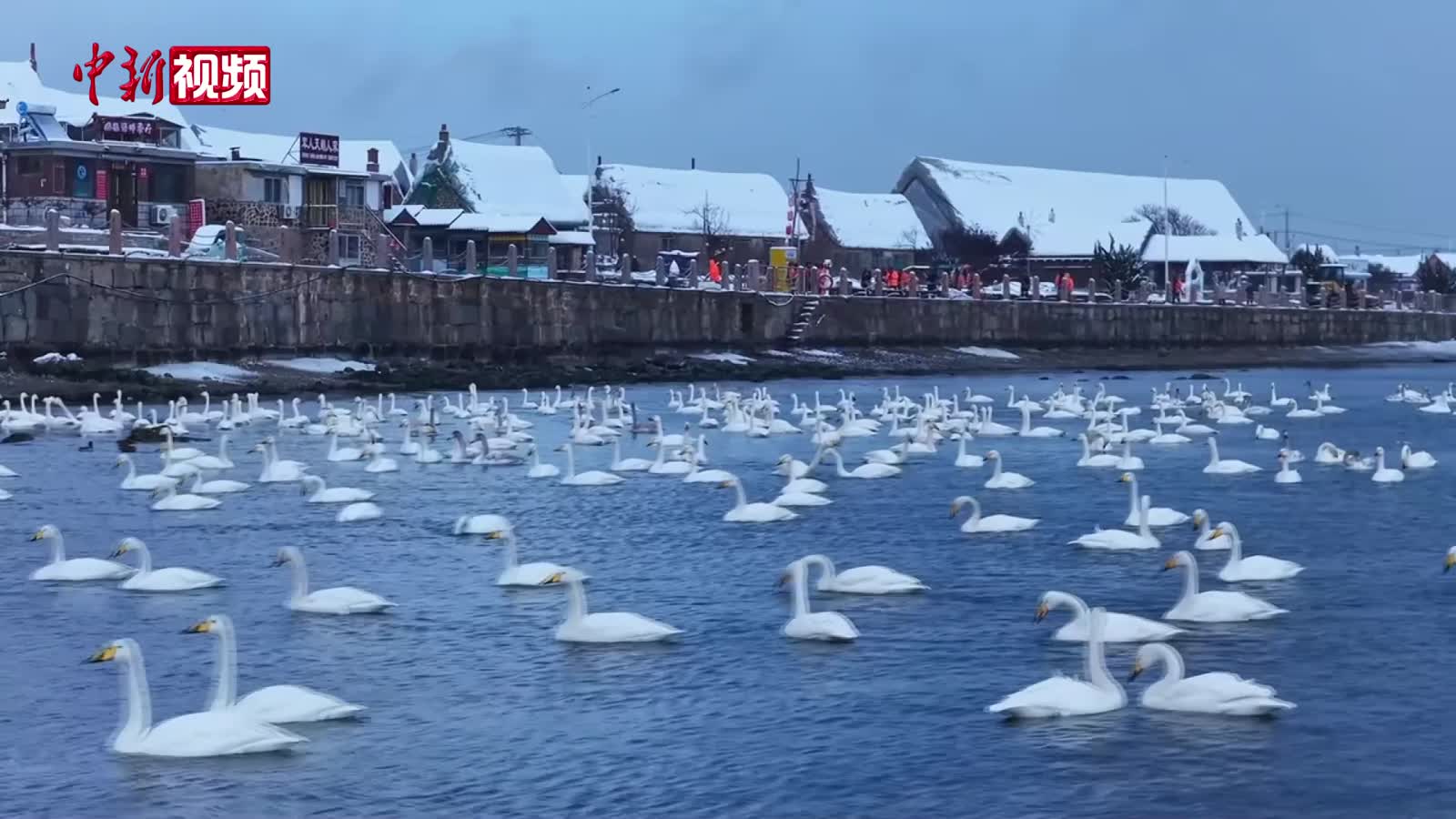 山东荣成：“天鹅海湾”雪景如画