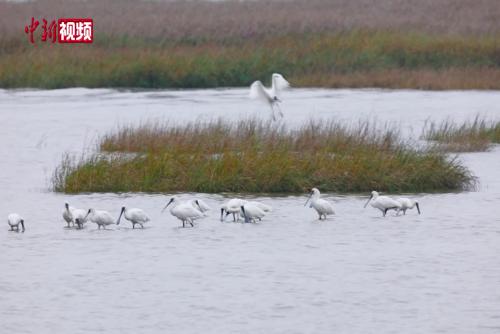 大批珍稀濒危鸟类黑脸琵鹭飞抵广东过冬