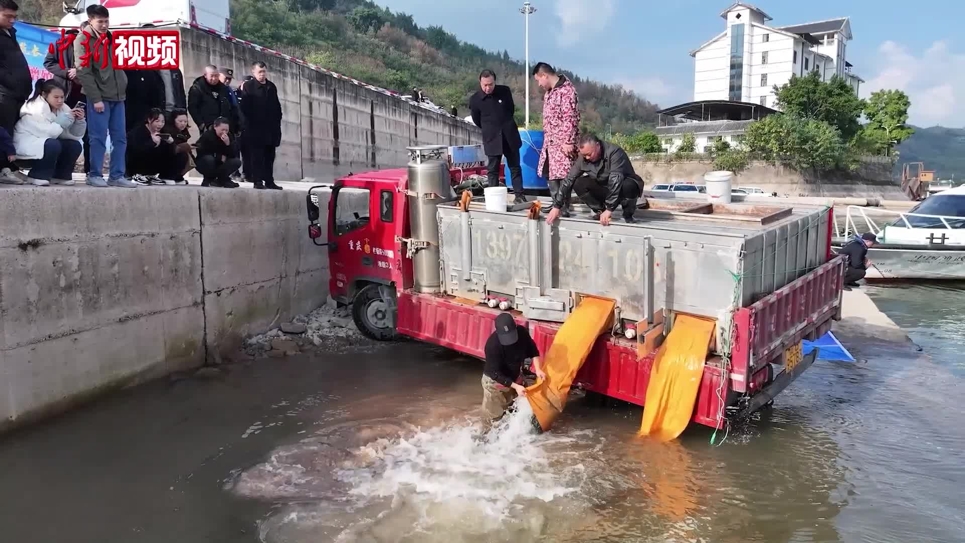 长江十年禁渔以来 重庆忠县累计向长江投放250万尾鱼苗