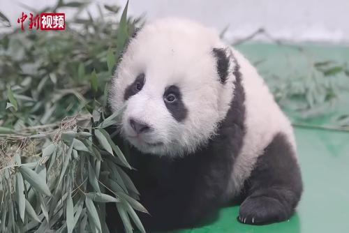 甘肃首只人工圈养繁育大熊猫幼崽“曼兰仔”迎来百天宴