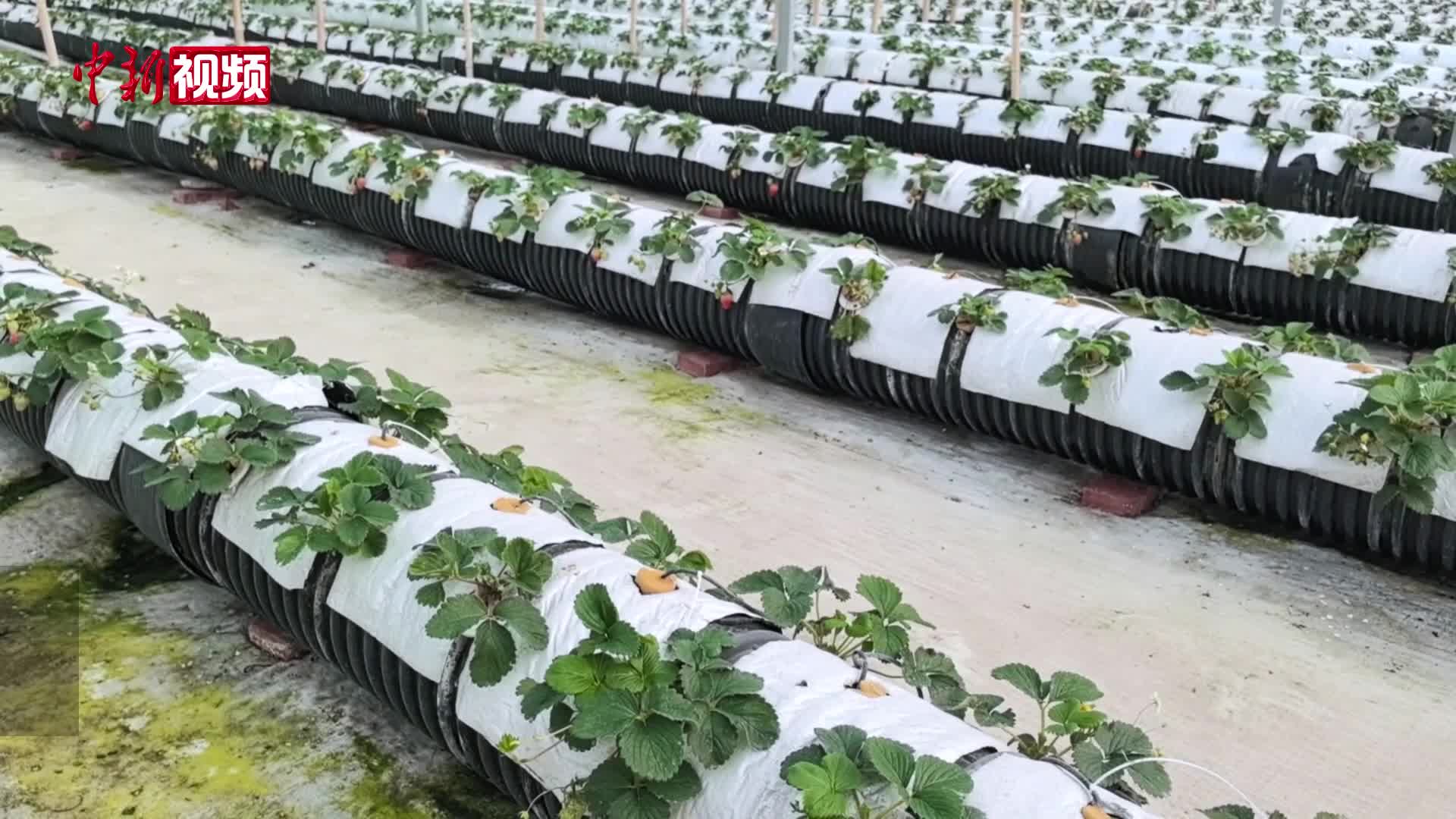 上海：草莓种植玩出“黑科技”