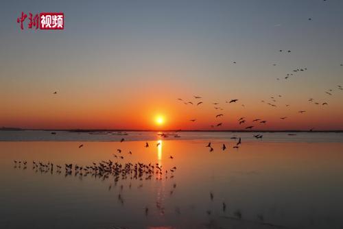 “京津冀最美湿地”衡水湖：冰封鹤舞迎新年