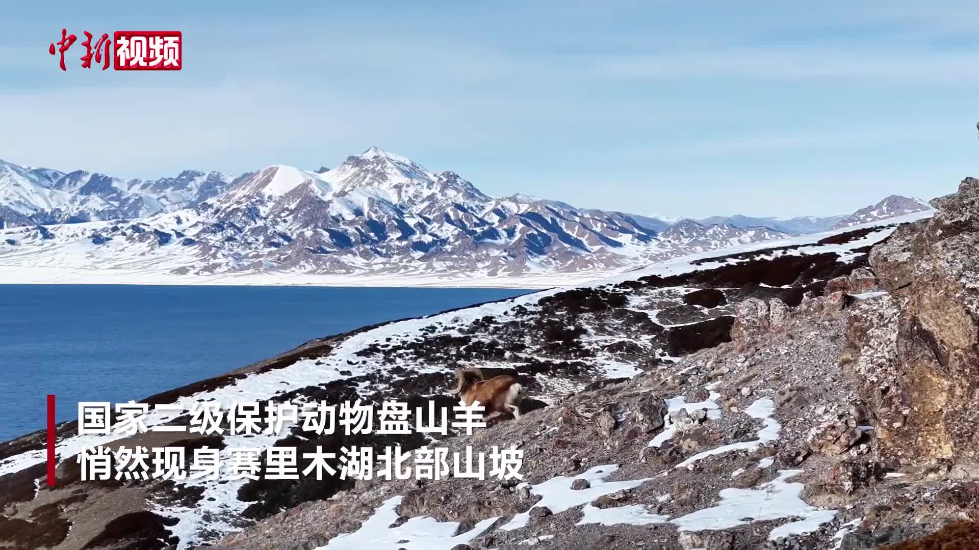 国家二级保护动物盘山羊“邂逅”赛里木湖