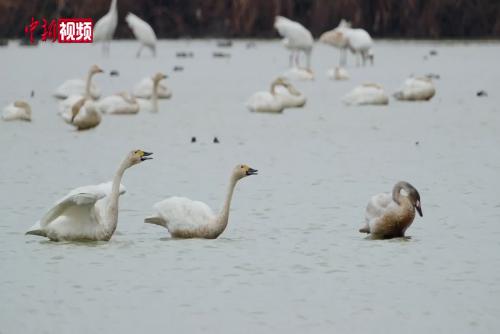 西伯利亚“远客”鄱阳湖畔迎新年