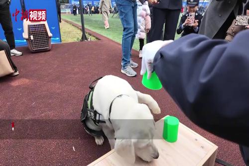 重庆公安举办警营开放日活动 警犬秀“硬核”实力