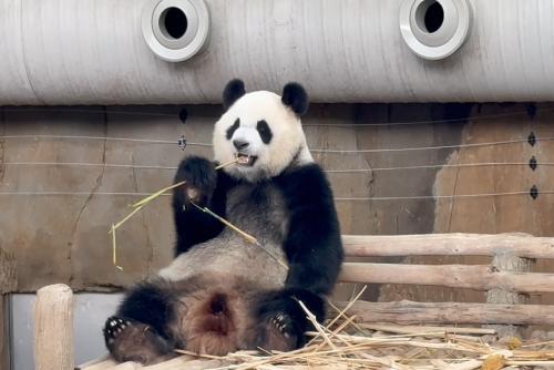 旅马大熊猫“辰星”“晓月”与公众见面