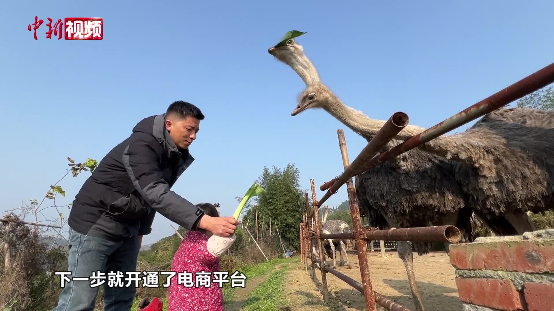 重庆小伙返乡创业养鸵鸟 带着乡亲一起致富