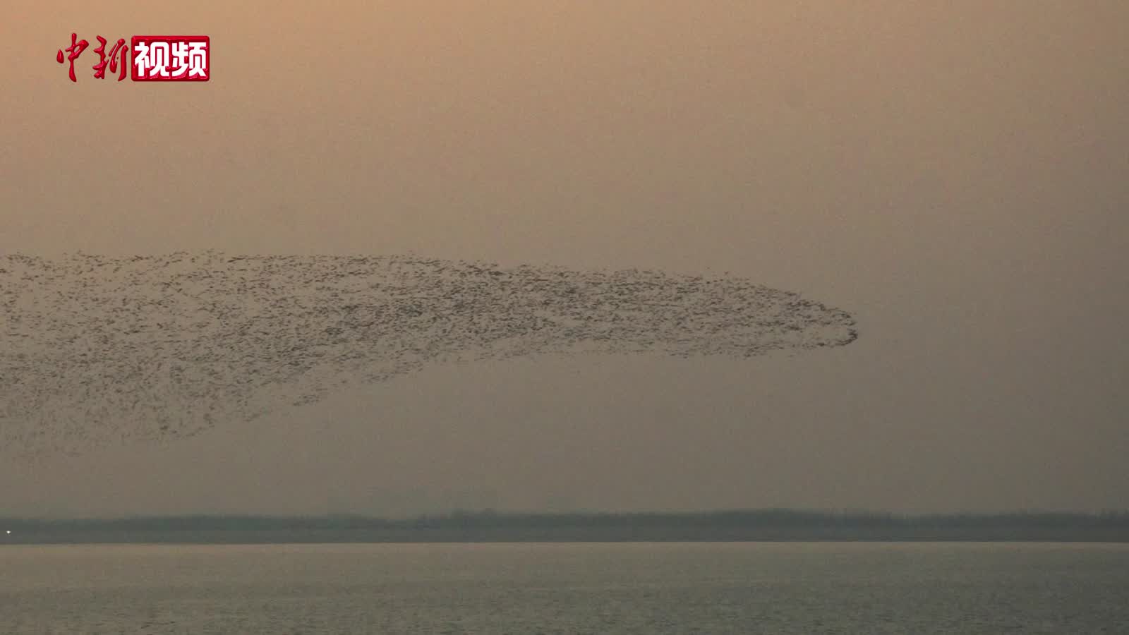 山东第一大水库现“鸟浪”奇观