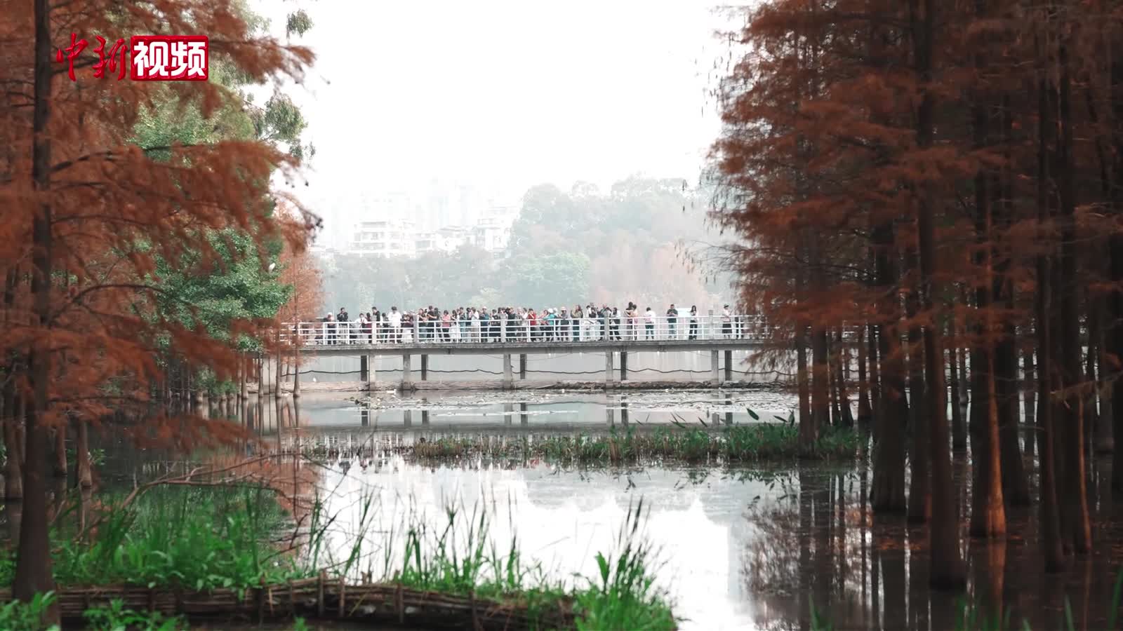 “水墨画”与落羽杉走红网络