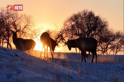 内蒙古：草原幻日下的精灵