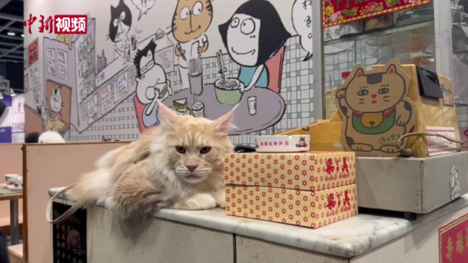 港風(fēng)元素結(jié)合萌趣寵物 引大批民眾“打卡”