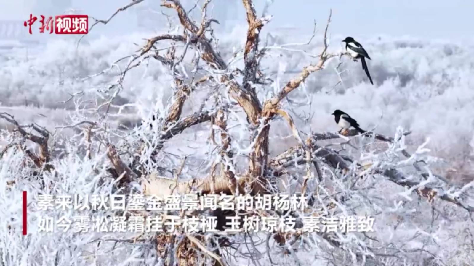 冬雪映胡楊 內(nèi)蒙古額濟(jì)納霧凇美如畫