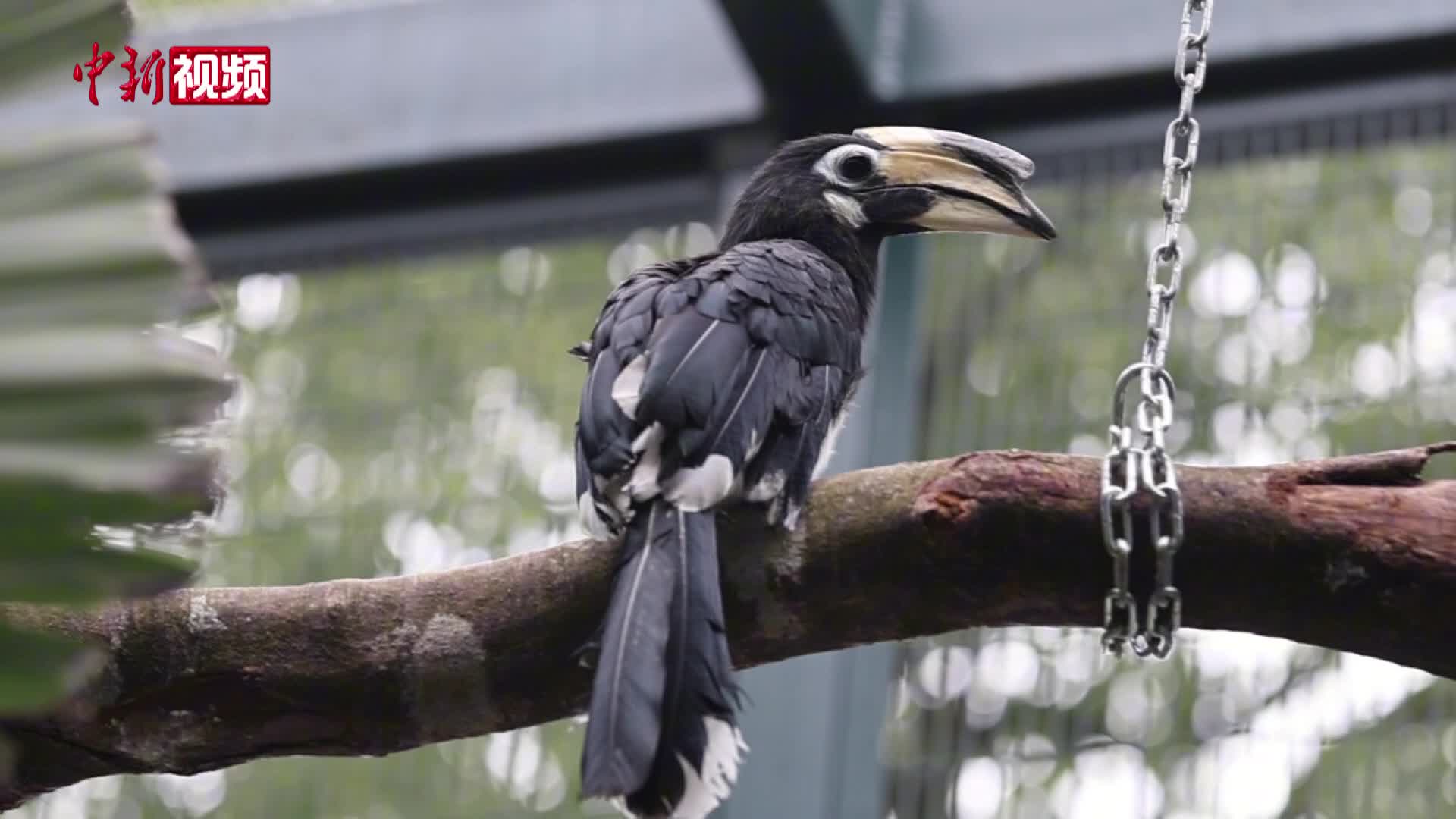 重庆动物园220只珍禽入住“新家”