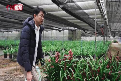 臺(tái)青節(jié)前忙出貨：一縷蘭香兩岸情