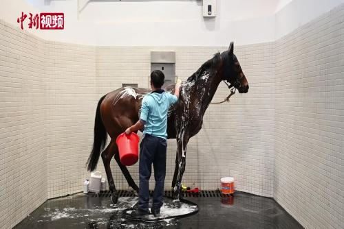 广州从化马场助力顶尖赛驹成就赛场辉煌