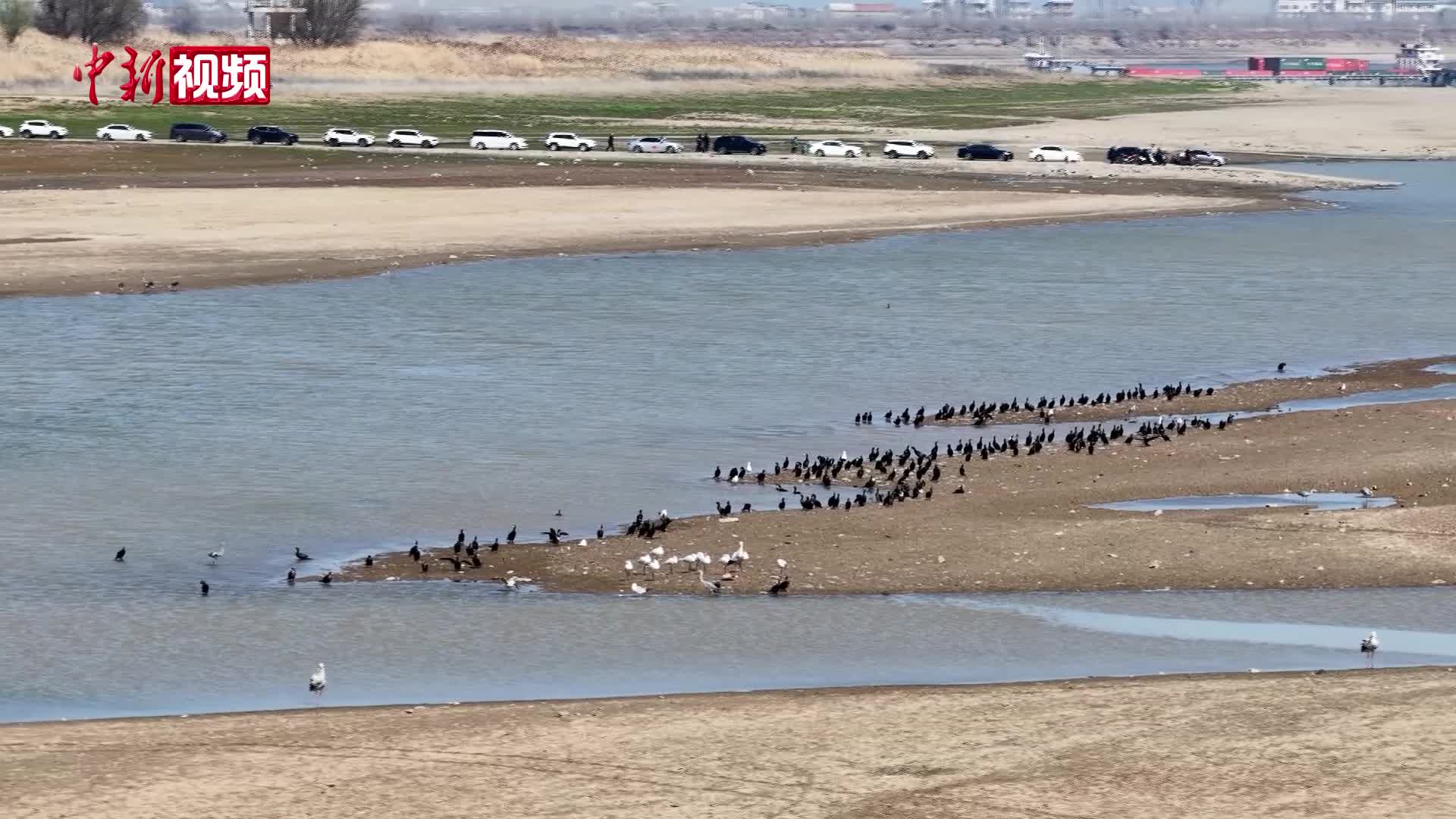 鄱阳湖畔春意暖：江豚逐浪 候鸟翩跹