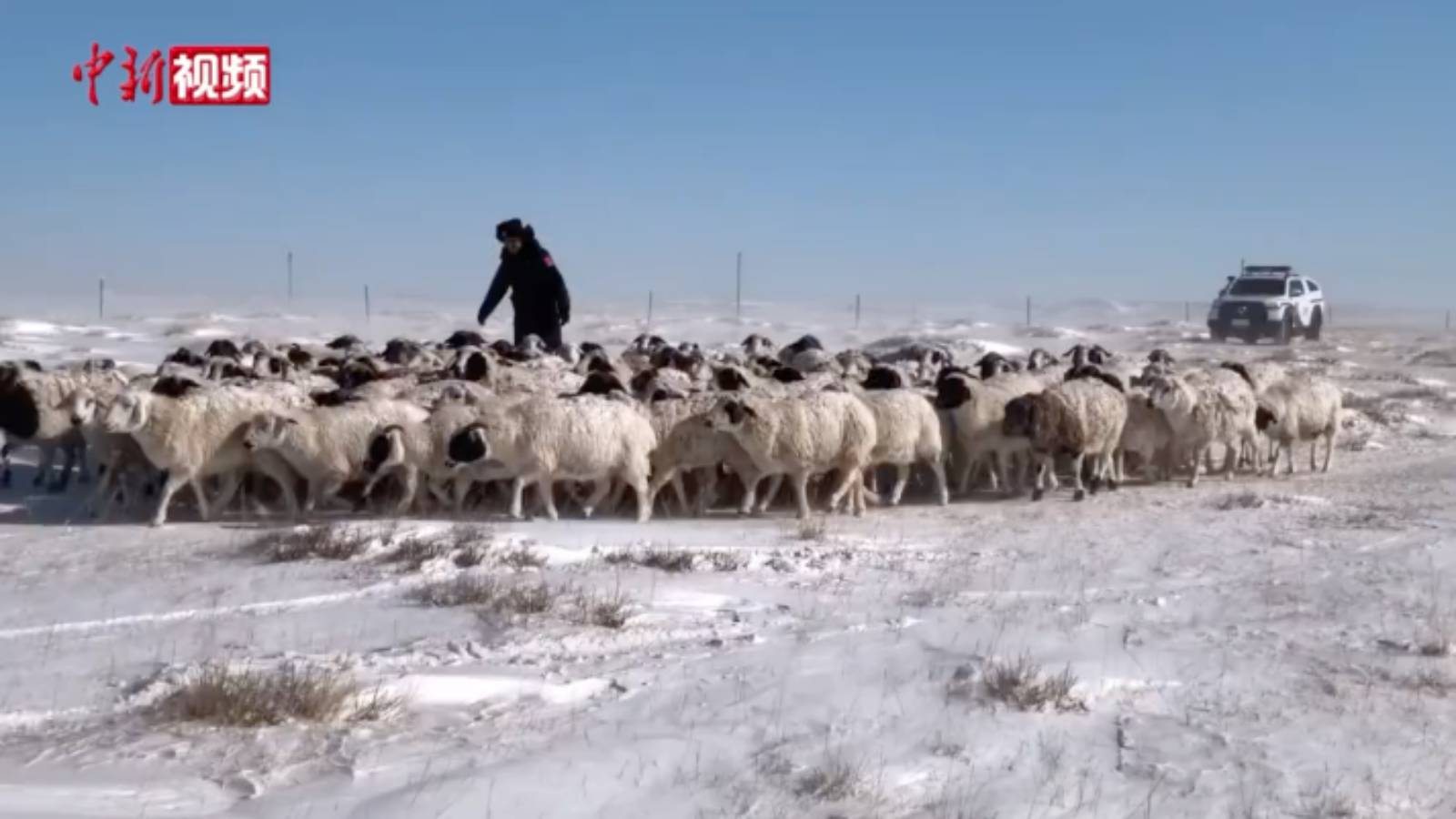 内蒙古：民警暴风雪夜寻回走失羊群