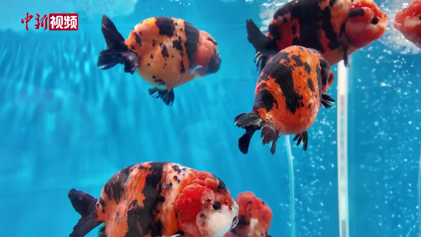 超600尾名贵金鱼“游”进福州西湖集中展出
