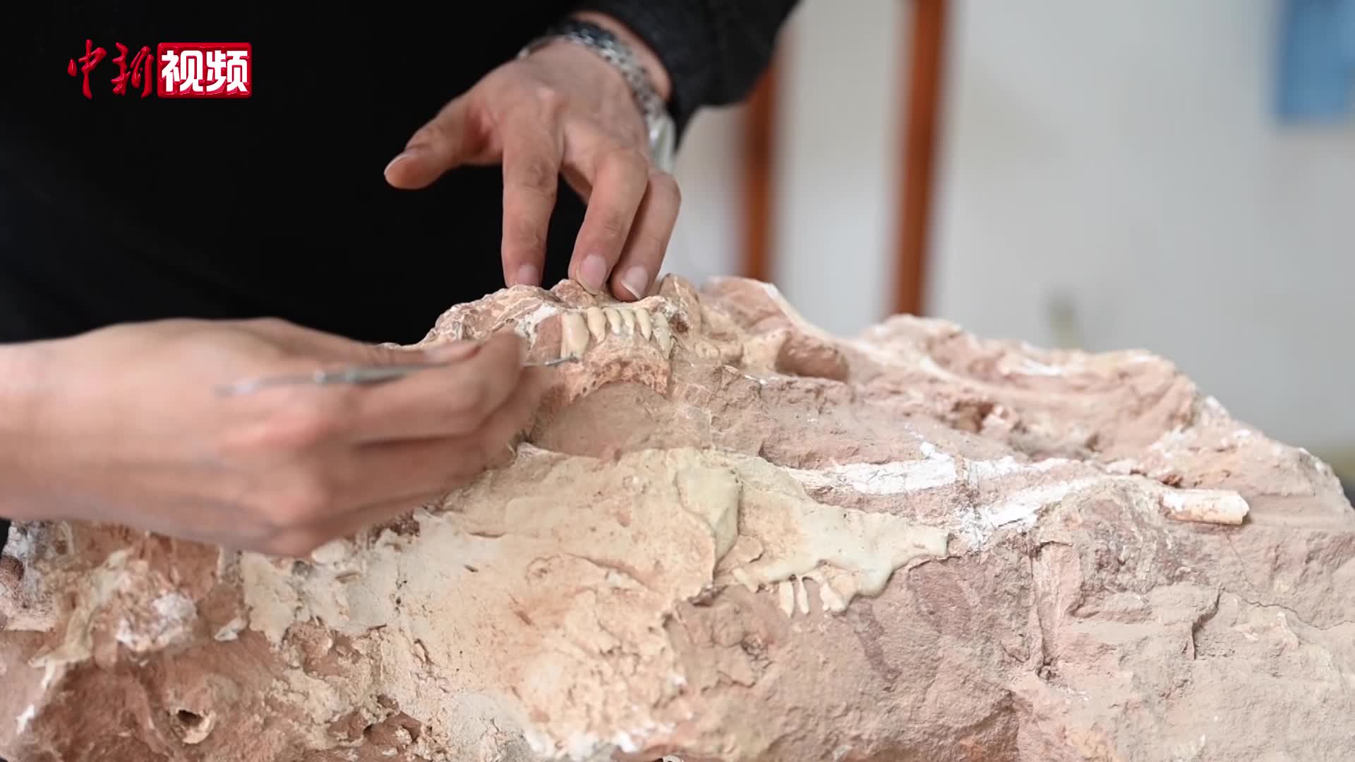 探秘古动物化石修复师：笔尖下“松绑”远古生命 方寸间唤醒百万年记忆