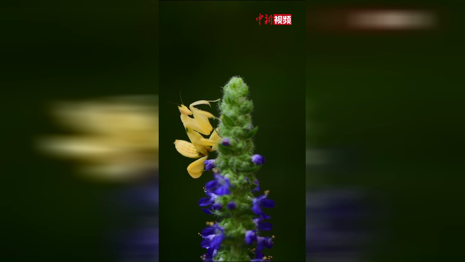 罕见黄色兰花螳螂现身云南西双版纳热带雨林