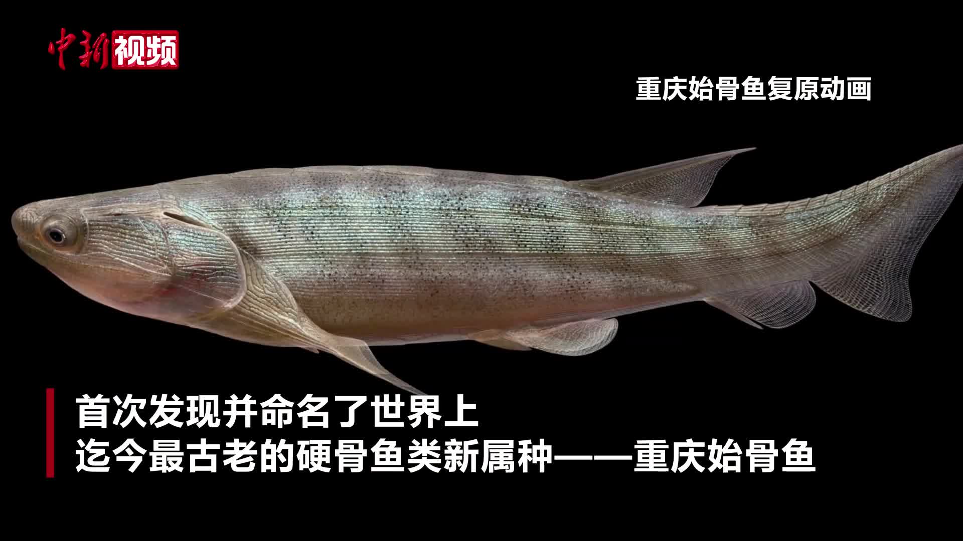 重庆发现世界最早的硬骨鱼化石-中新网