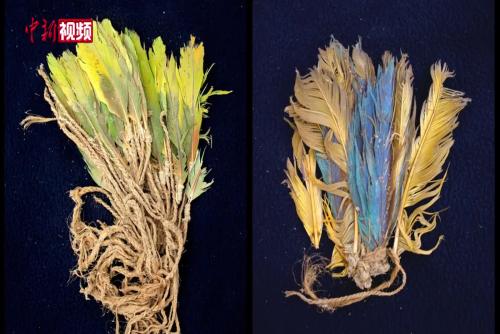 南美古代羽毛贸易如何翻越安第斯山脉？古DNA与空间建模研究揭示