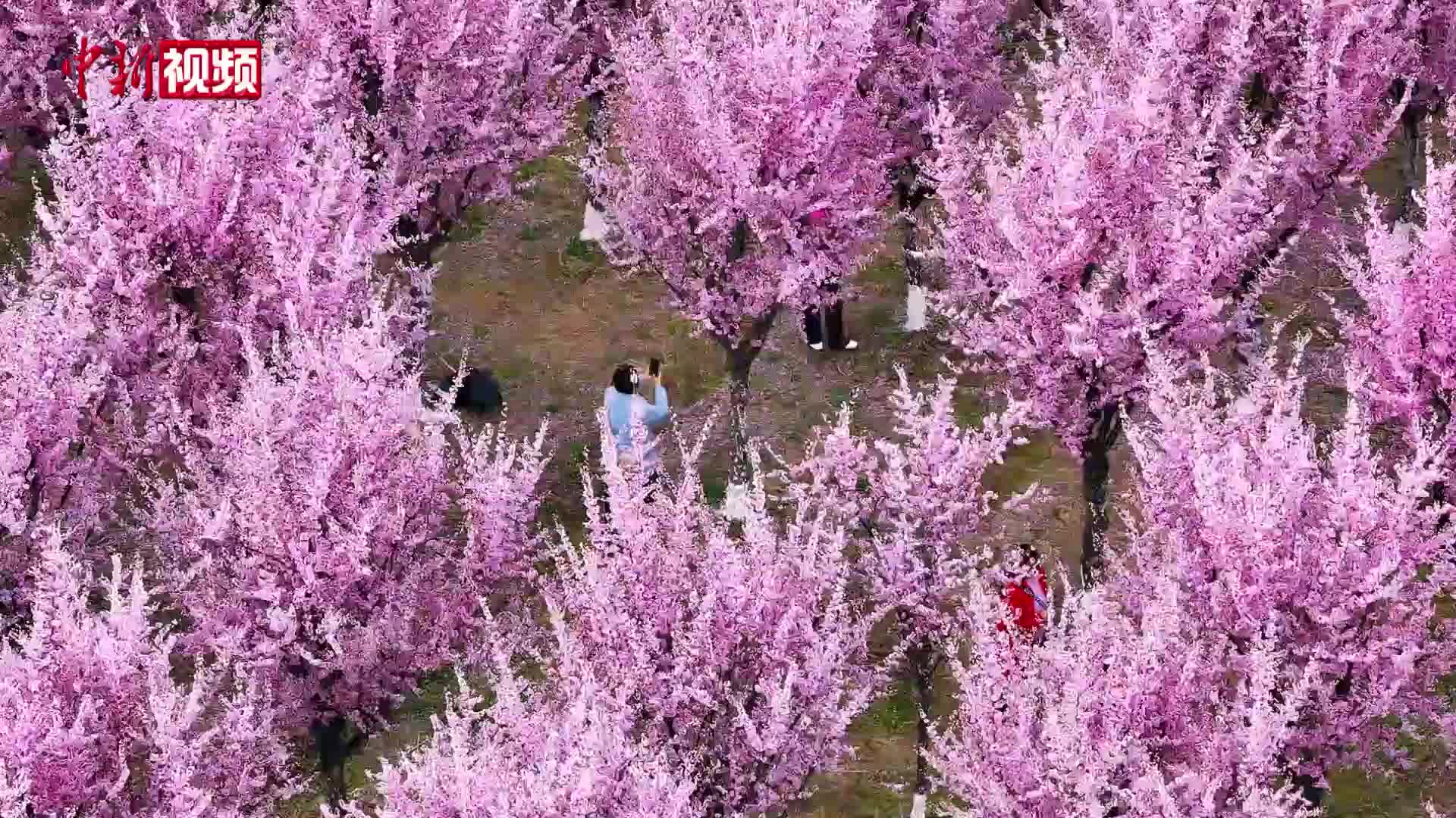 陕西汉中：美人梅开醉游人