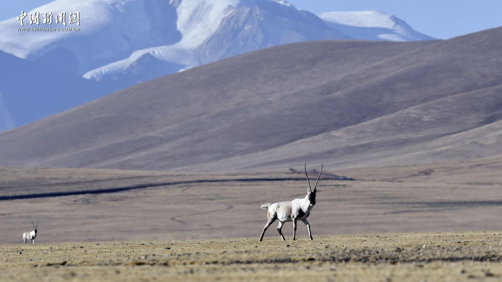 西藏那曲：天湖雪山之间 谱写藏北高原的生态诗篇