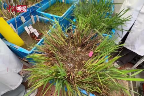 中国科学家克隆野生稻“长寿”基因 “多年生水稻”有望成真