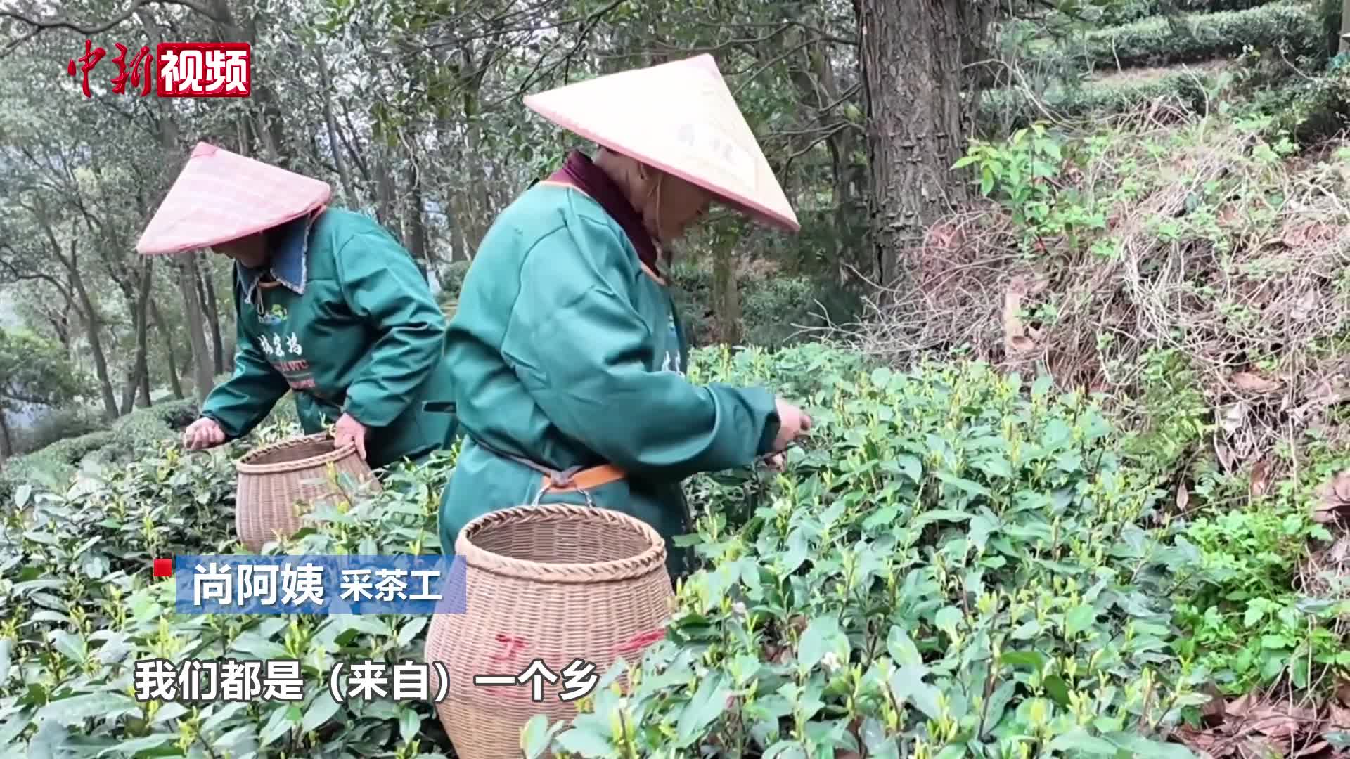 西湖龙井迎来上市期 政企联动护航产销两旺