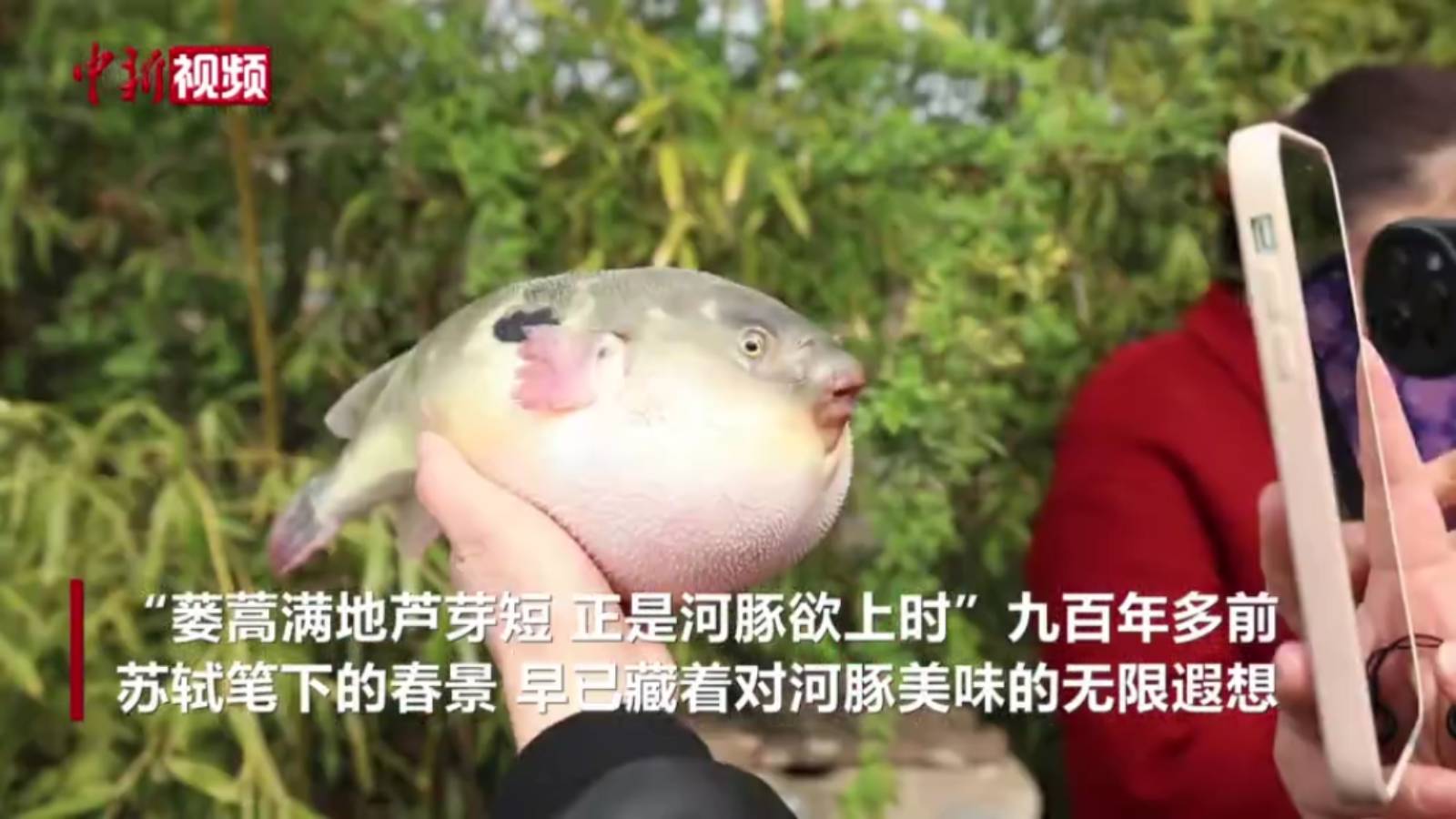 春到江南河豚鲜：古老食俗兴亿元产业