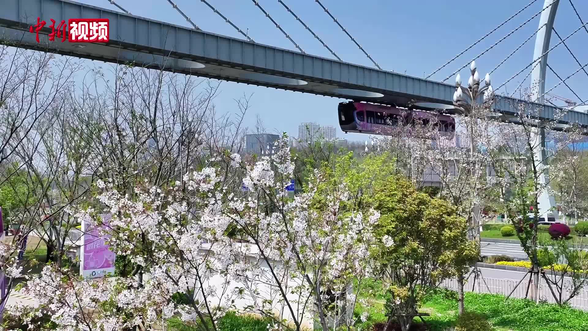 武汉空中列车穿梭樱花海 赛博春色引客打卡