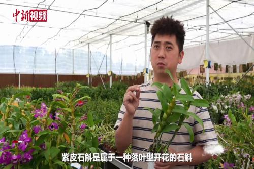 从“鲜条”到“鲜切花” 云南龙陵石斛创新卖法畅销全国