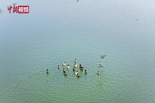 全球首次 自然繁育野化青头潜鸭在衡水湖放飞
