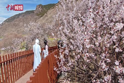 探访西藏嘎拉村：灼灼桃花撬动乡村振兴
