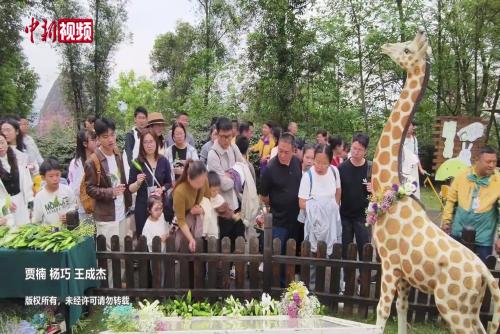 重慶永川：23年前為護幼崽獻出生命 長頸鹿“英雄媽媽”清明再獲致敬
