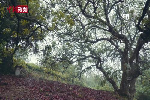 浙江仙居发现大规模野生杨梅群落