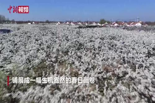 山东阳信：万顷梨园迎来盛花期