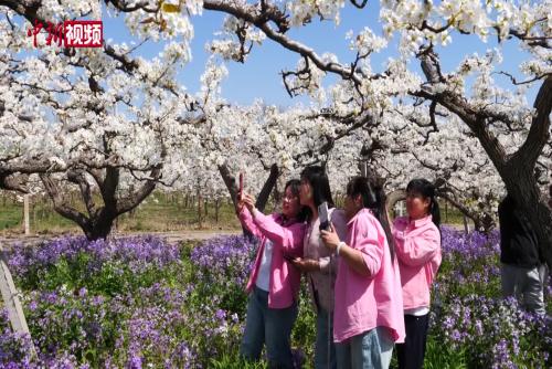 河北阜城：運(yùn)河花開春意濃