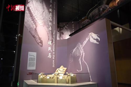 和政古动物化石博物馆：揭秘“世界最长马脸”与“铲齿象家族”的远古生命密码