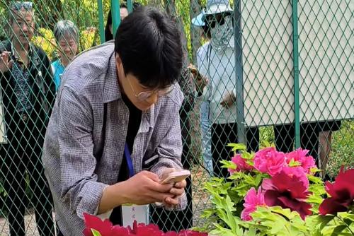 洛阳“太空牡丹”盛放 工作人员化身“代拍”暖心服务