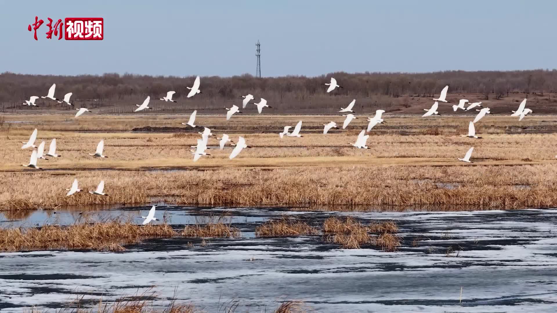 全球约六成白鹤停歇吉林西部湿地