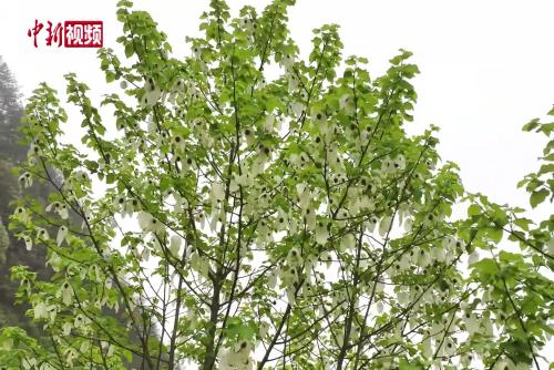貴州印江：國家一級保護(hù)珍稀植物珙桐迎盛花期