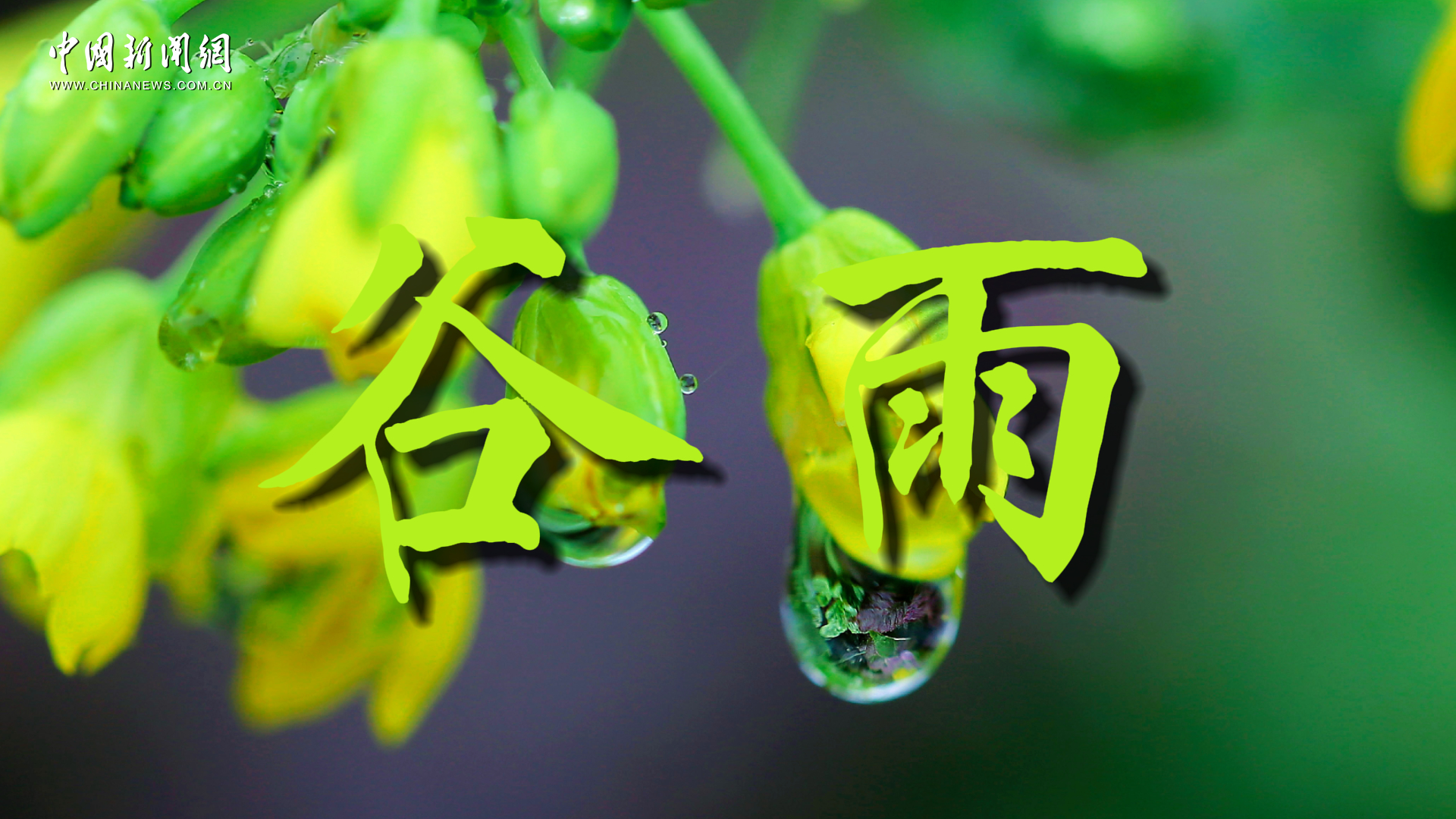 谷雨：雨落润万物 所盼皆如愿
