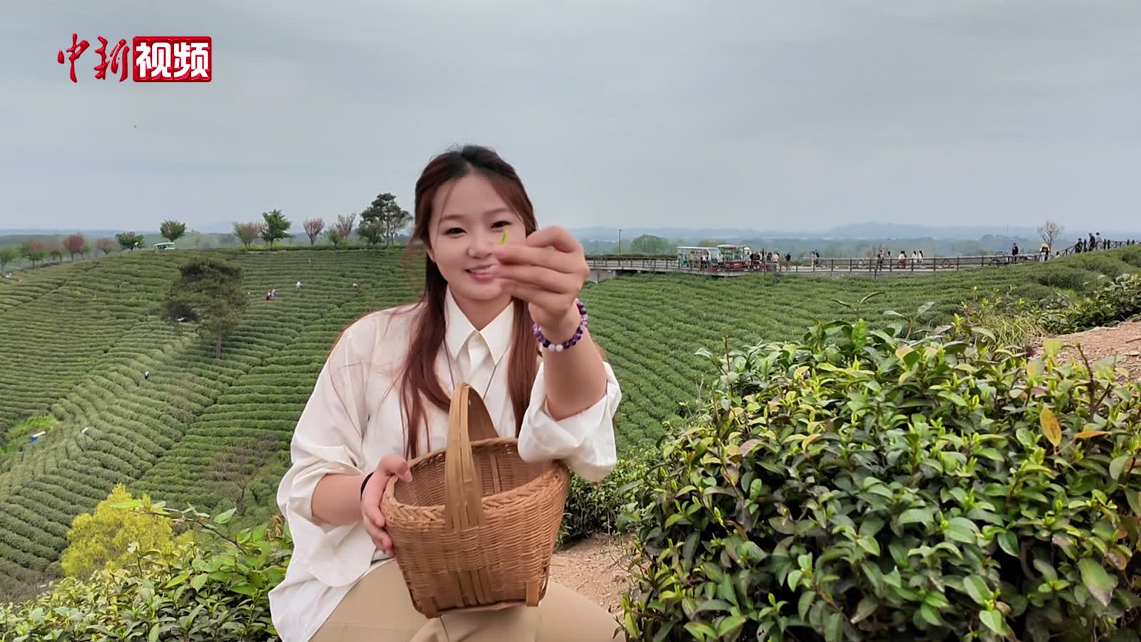 河南信陽：春茶采摘正當時