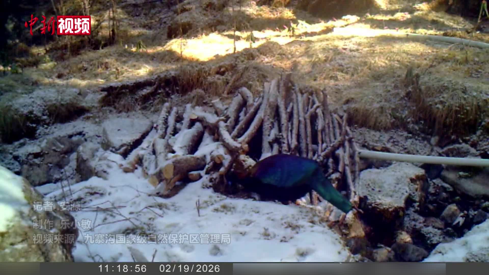 紅外相機(jī)拍到五種國家一級保護(hù)動物