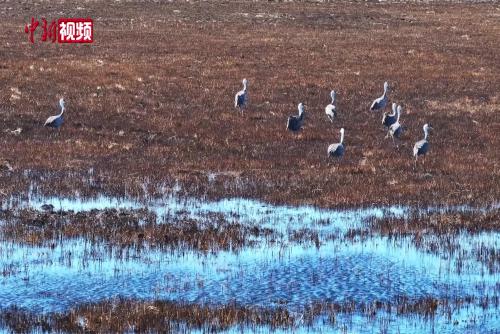 大批白頭鶴現身遜克濕地 翩躚起舞繪就生態畫卷