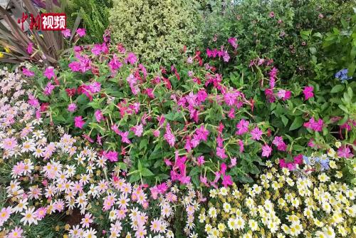 “高配”綠化帶景觀亮相昆明街頭