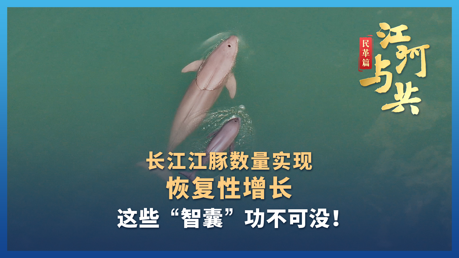 長江江豚數量實現恢復性增長